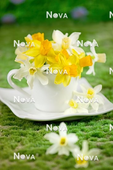 N2100735 Impression with coffee cup and daffodil flowers