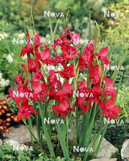 N1903549 Gladiolus ramosus Robinetta