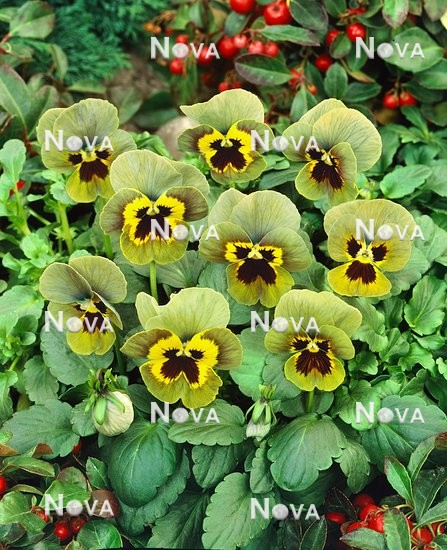 N1508185 Viola x wittrockiana Envy