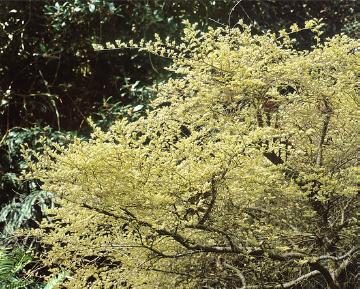 Ulmus parvifolia