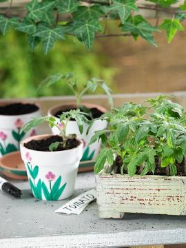 einpflanzen, Jungpflanze, Kiste, Lifestyle, Solanum lycopersicum, Tontopf, Trend und Stil