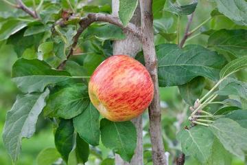 Einzelfrucht, Fruit / Fruit Trees «Pflanzengruppen», Fruit, Malus domestica