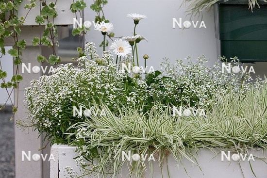 N1512588 Plant container with Holcus mollis Variegatus, Euphorbia Diamond Frost, Lobularia Snow White, Gerbera Everlast White