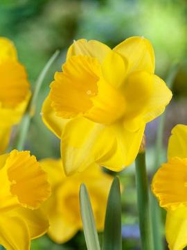 Frühlingsblüher, Narcissus (Genus), Narcissus poeticus