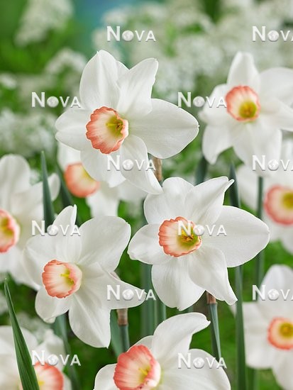 N1910389 Narcissus cyclamineus Elizabeth Ann