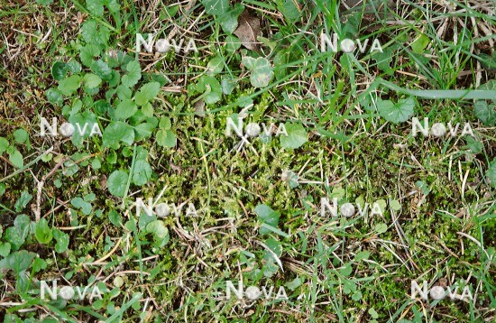 N2100376 Moos, Unkraut im Rasen / moss, weeds in the lawn