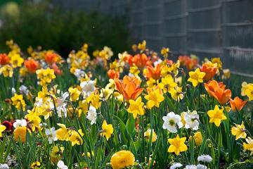 Blumenzwiebel, Frühling, Frühlingsblumen, Narcissus (Genus), Ranunculus (Genus), Stimmung, Stimmungsbild, Tulipa (Genus)