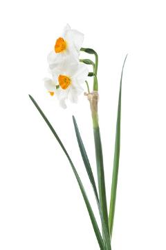 Bunch-Flowered Narcissus, daffodil (Genus), Frühlingsblüher, Frühlingsbote, Stimmungsbild mit Narcissus, Trend und Stil, white background