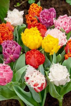 fringed tulip, Frühlingsblüher, Frühlingsbote