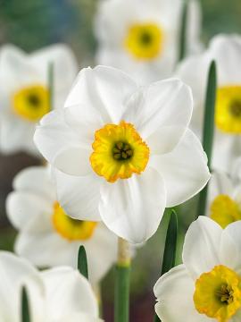 Blumenzwiebel, Narcissus (Genus), Narcissus Small-Cupped