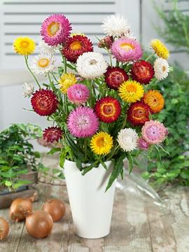 Blumenvase, Einjährige Pflanze, Mischung (Mix), Schnittblumen, Xerochrysum bracteatum