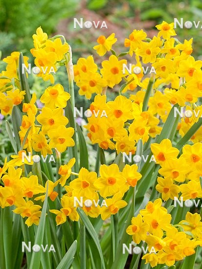 N1911783 Narcissus tazetta Grand Soleil d'Or