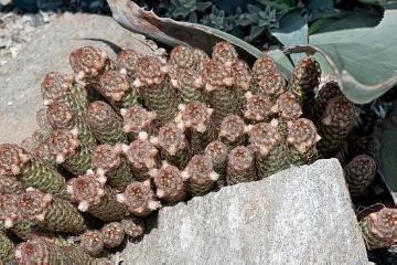 cactuses, globe cactus (Genus)