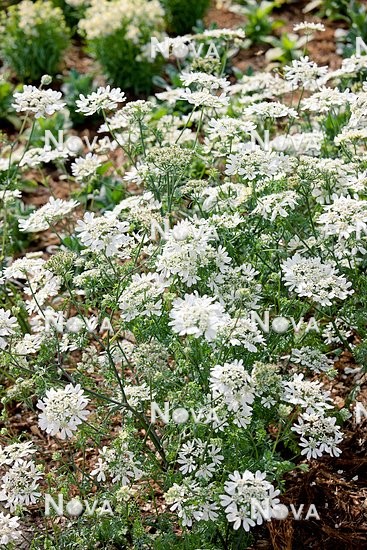 N1513688 Orlaya grandiflora White Lace