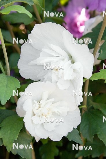 N0111056 Hibiscus White Chiffon
