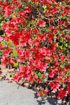 Moorbeetpflanzen, Rhododendron (Genus)