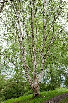 Betula utilis var. jacquemontii, birch (Genus), Shrubs and Palms