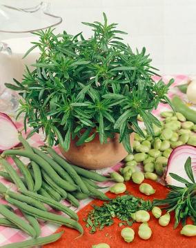 Duftpflanze, Kochen mit Kräutern, medicinal plant, Spice plant, Summer Savory
