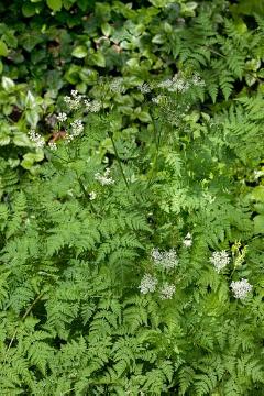 medicinal plant, Myrrhis odorata