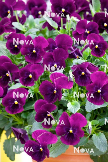 N1515401 Viola WonderFall ™ Purple