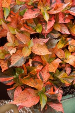 Blattschmuckpflanze, copperleaf (Genus)