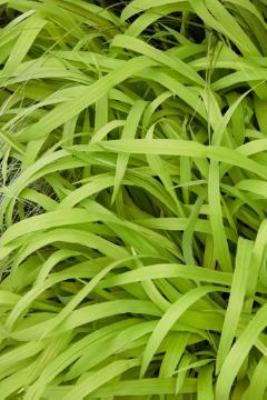 Milium effusum, Ornamental Grass