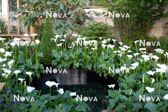 N1004262 Garden design with Zantedeschia and pond