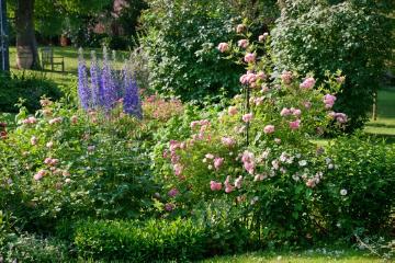 larkspur (Genus), perennials bed, planting, rambler, Rosa (Genus), Shrub rose