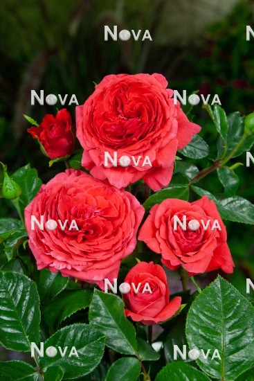 N0803344 Rosa Maintower ®