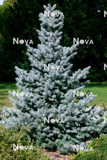 N0502510 Picea pungens Baby Blue