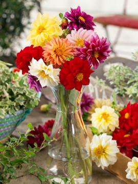 Blumenzwiebel, Cut Flowers, dahlia (Genus), Dahlia pinnata, flower vase, Mixture (Mix), vase