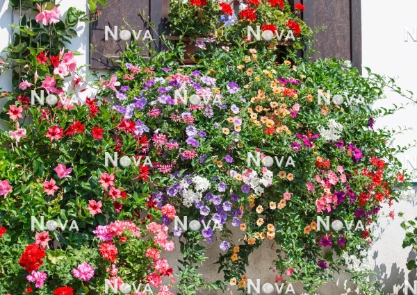N1519215 Window box with annuals