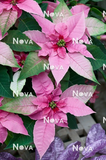 N1202365 Euphorbia pulcherrima Princettia ® Pink