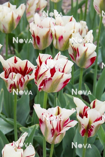 N1916758 Tulipa viridiflora Flaming Springgreen