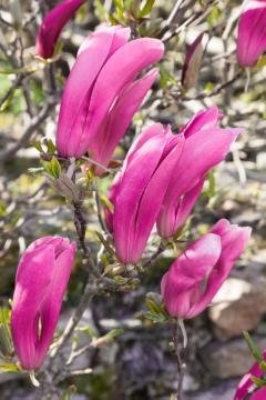 magnolia (Genus)