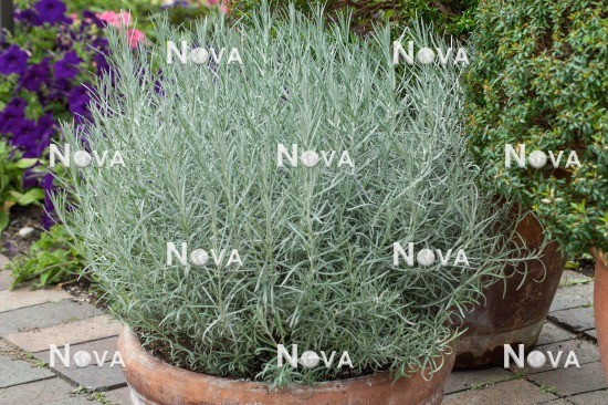 N0917047 Helichrysum italicum in pot