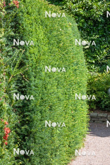N0300292 Taxus baccata, hedge