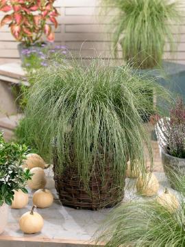 basket, Carex (Genus), Carex comans, Ornamental Grass