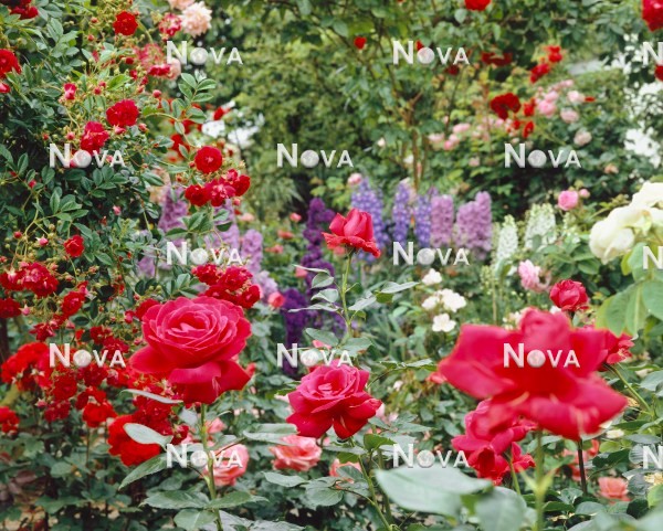 N0803916 Rose garden with Delphinium