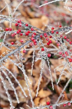 cotoneaster (Genus), Cotoneaster horizontalis, glazed frost, infructescence, Winter impression, Winter