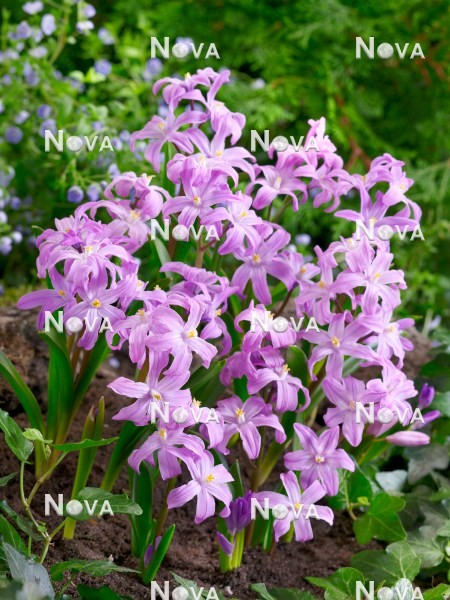 N1918495 Chionodoxa Violet Beauty
