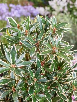 Moorbeetpflanzen, panaschierte Blätter, Rhododendron (Genus), Rhododendron ponticum