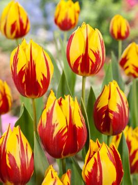 Blumenzwiebel, Bulb and corm, Frühlingsblüher, Rembrandts Tulips, Springtime, tulip (Genus), Tulipa Single Early