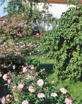 Corylus avellana, Garden scenery, Rosa (Genus), Rose garden