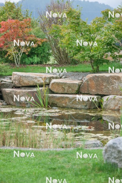 N1005615 Teich mit Wasserpflanzen