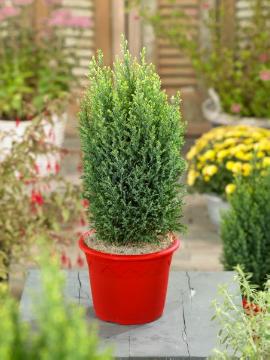 Chamaecyparis lawsoniana, Plant container «Accessories in the Garden»