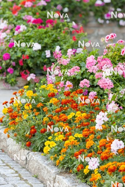 N1519118 Colorful flower border with annuals