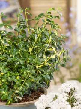 Euonymus fortunei, Pot, varigated leaves