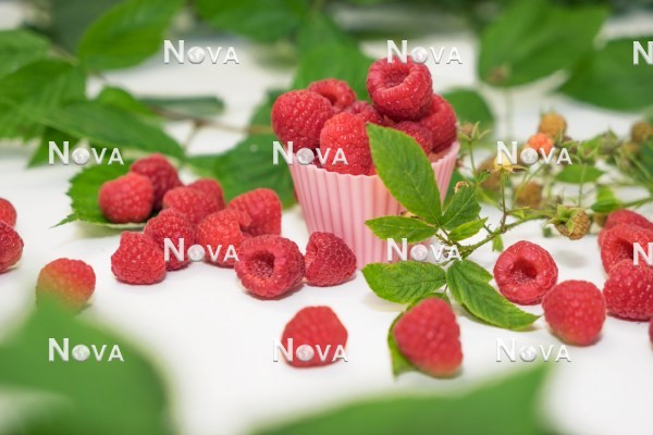 N0702107 Rubus idaeus