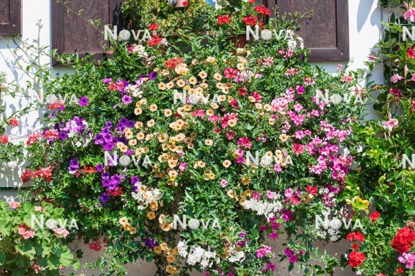 N1519214 Window box with annuals